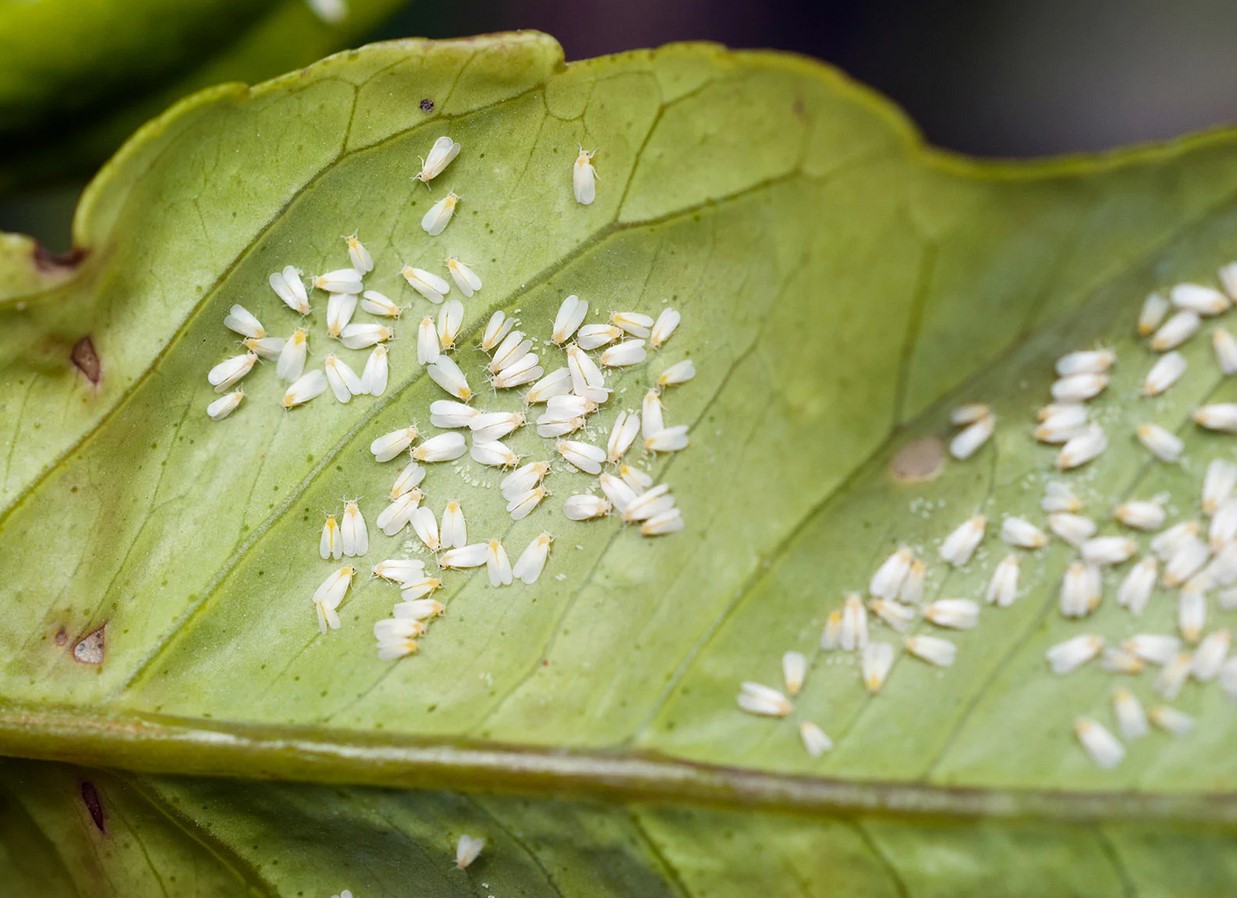 حشرات بزرگ را به صورت دستی بردارید